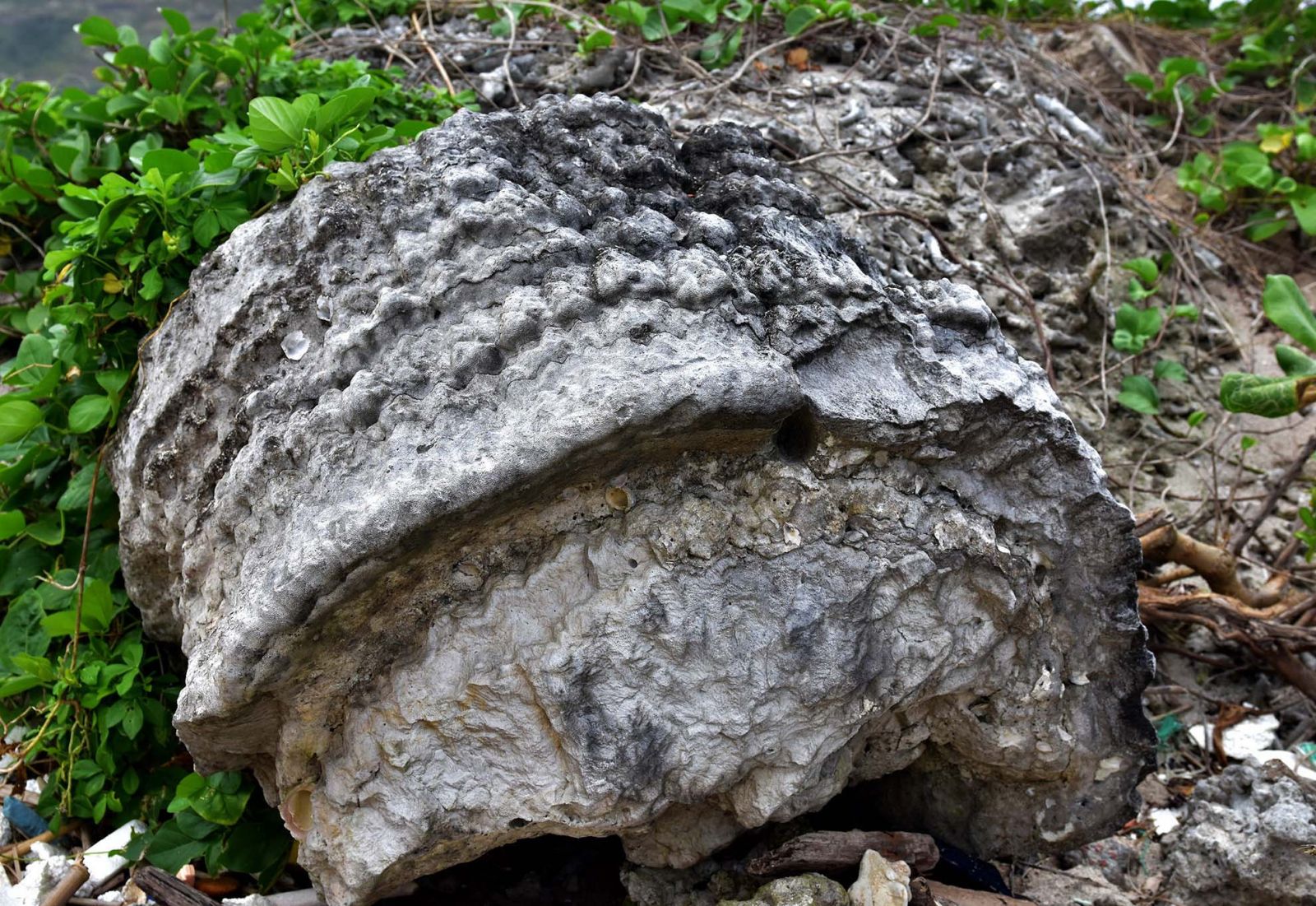 San-ho-dao-ly-son-quang-ngai-tourist