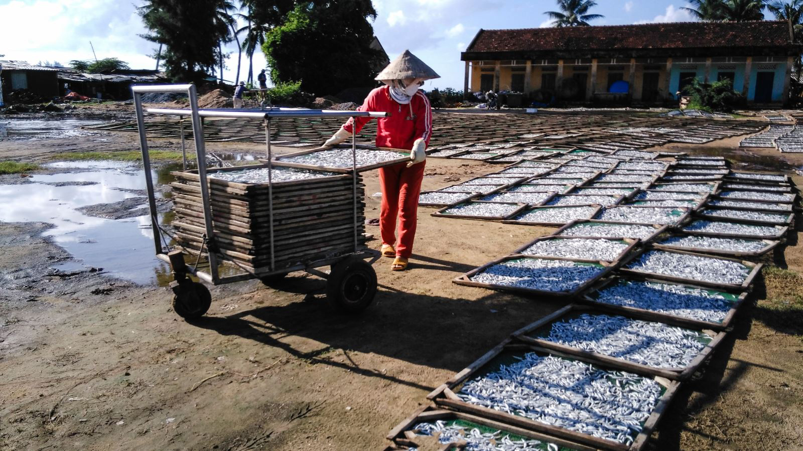 Thạch Kỳ Điểu Tấu - Quảng Ngãi