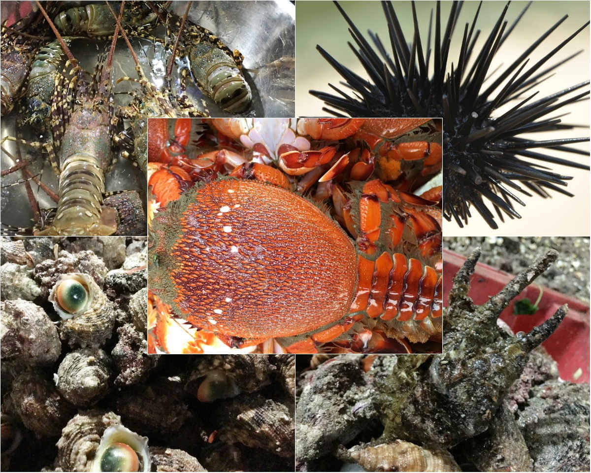 Hải sản biển Châu Me – Sa Huỳnh - Quảng Ngãi